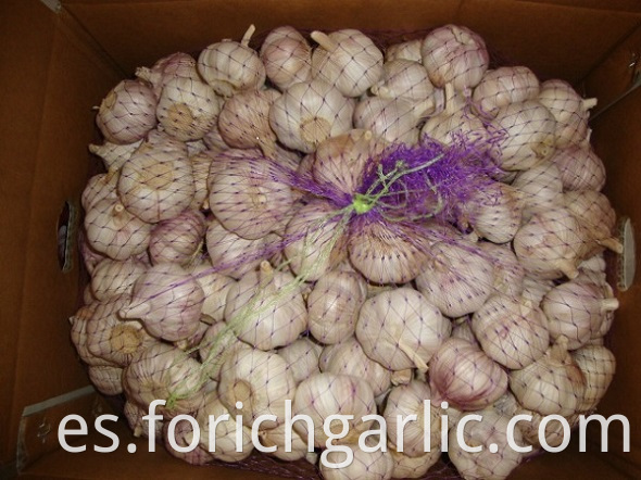 Normal White Garlic